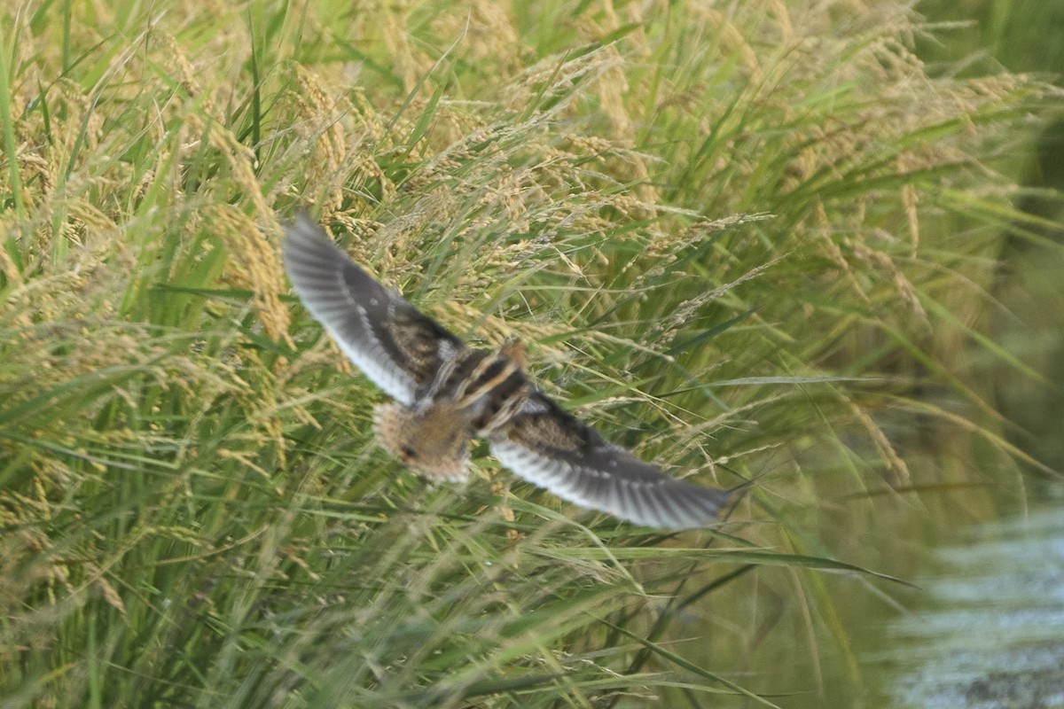 Бекас - ML647075621