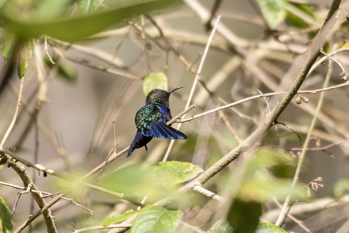 Фиолетовобрюхий колибри - ML647075622