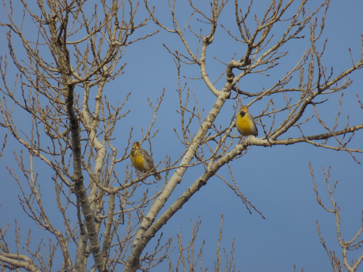 Западный луговой трупиал - ML647075627