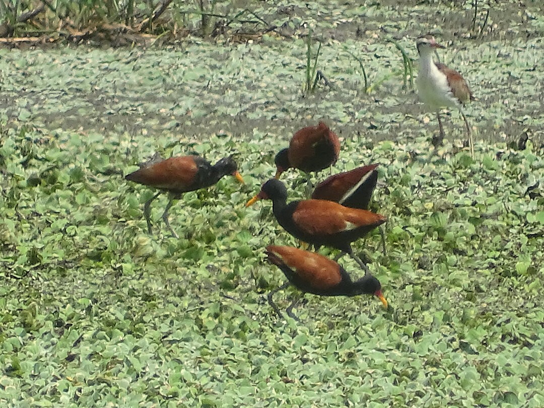 Серёжчатая якана - ML647075629