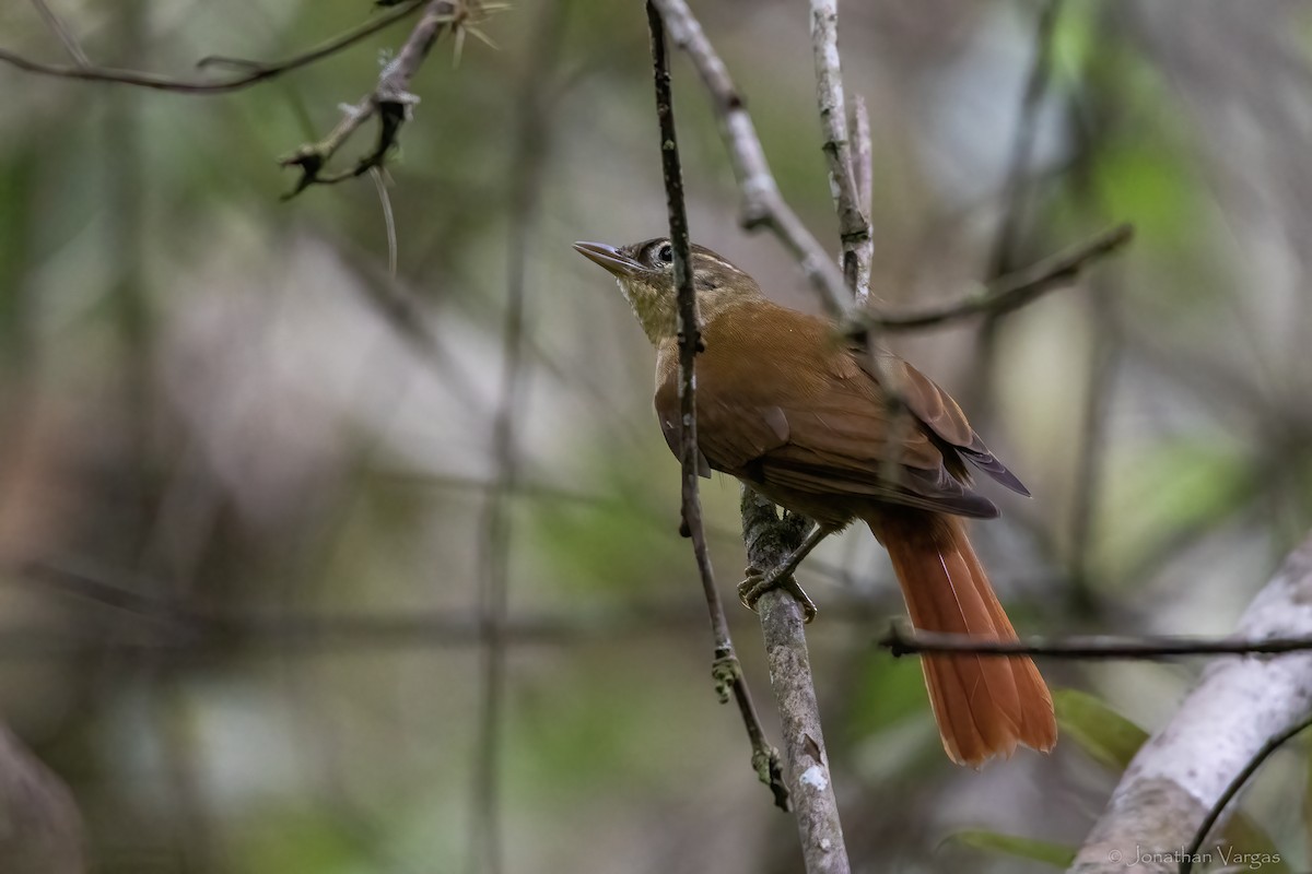 Горная казарита - ML647075635