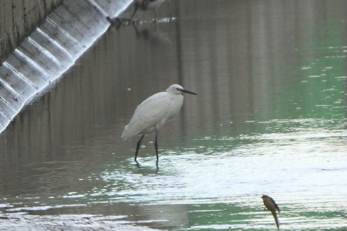 Малая белая цапля (garzetta) - ML647075644