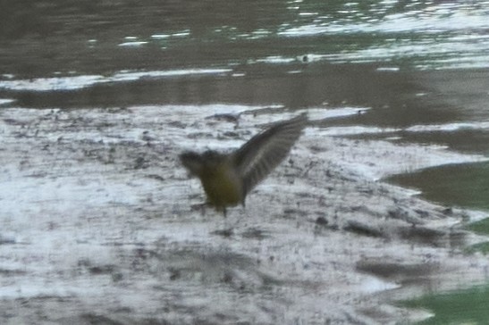 Горная трясогузка - ML647075645