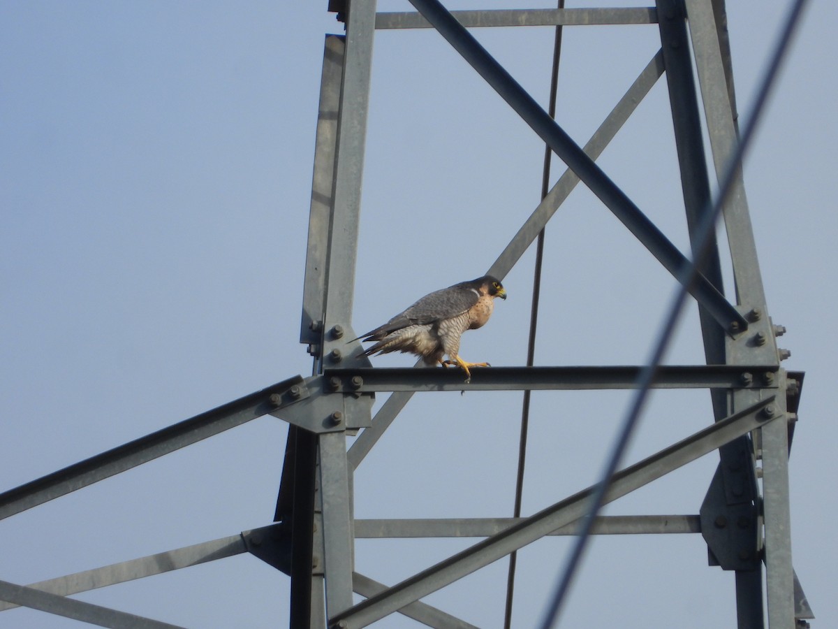 Сапсан - ML647075647