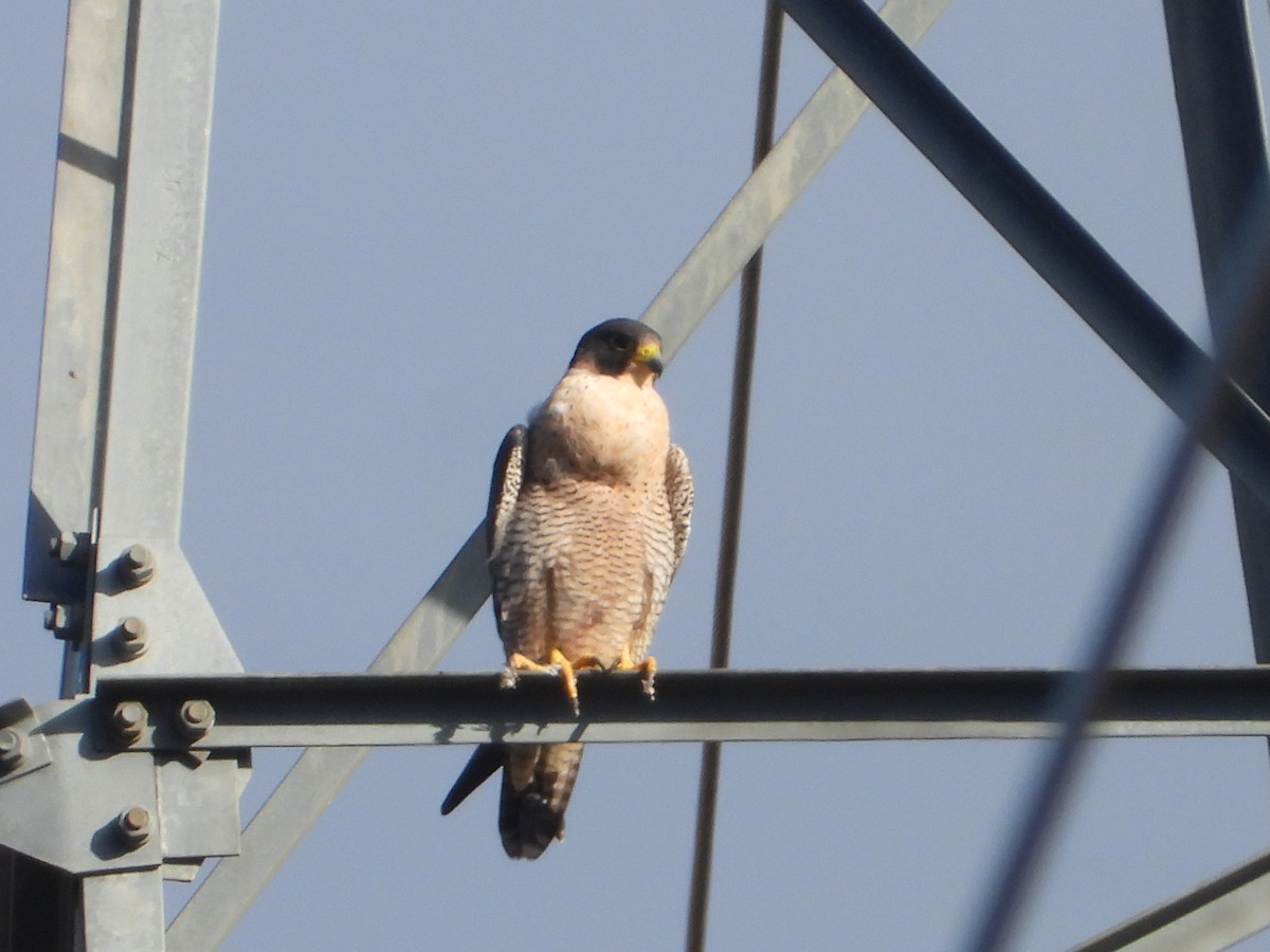 Сапсан - ML647075648