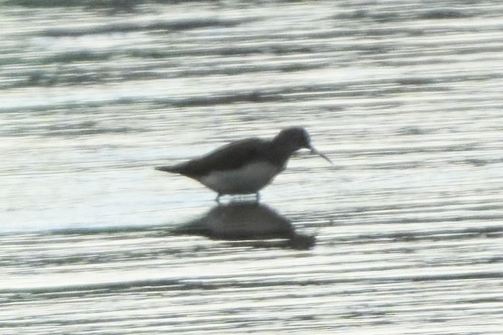 Черныш - ML647075649