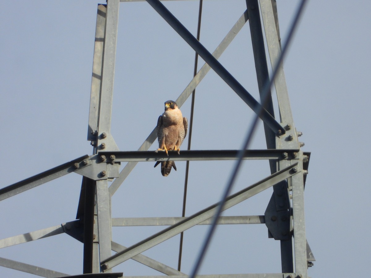 Сапсан - ML647075650