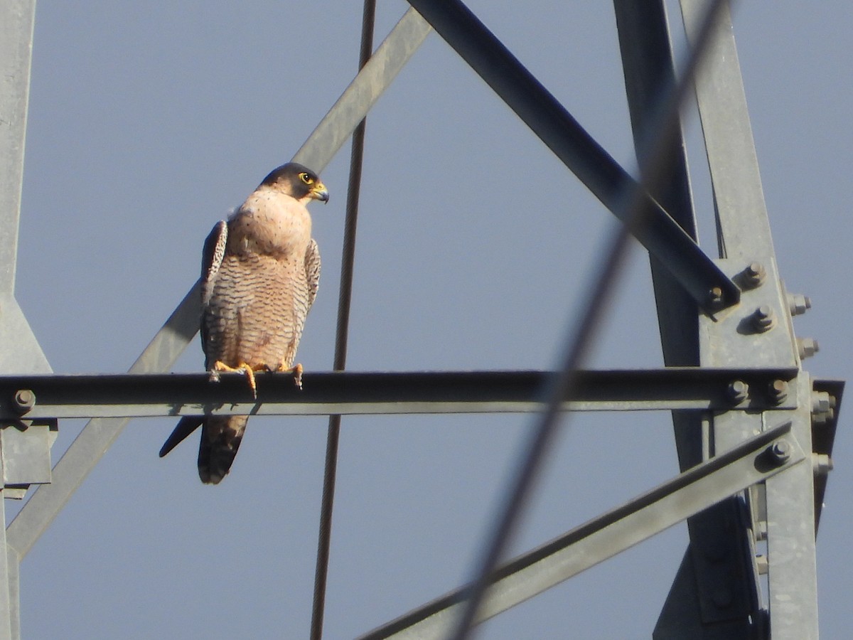 Сапсан - ML647075651