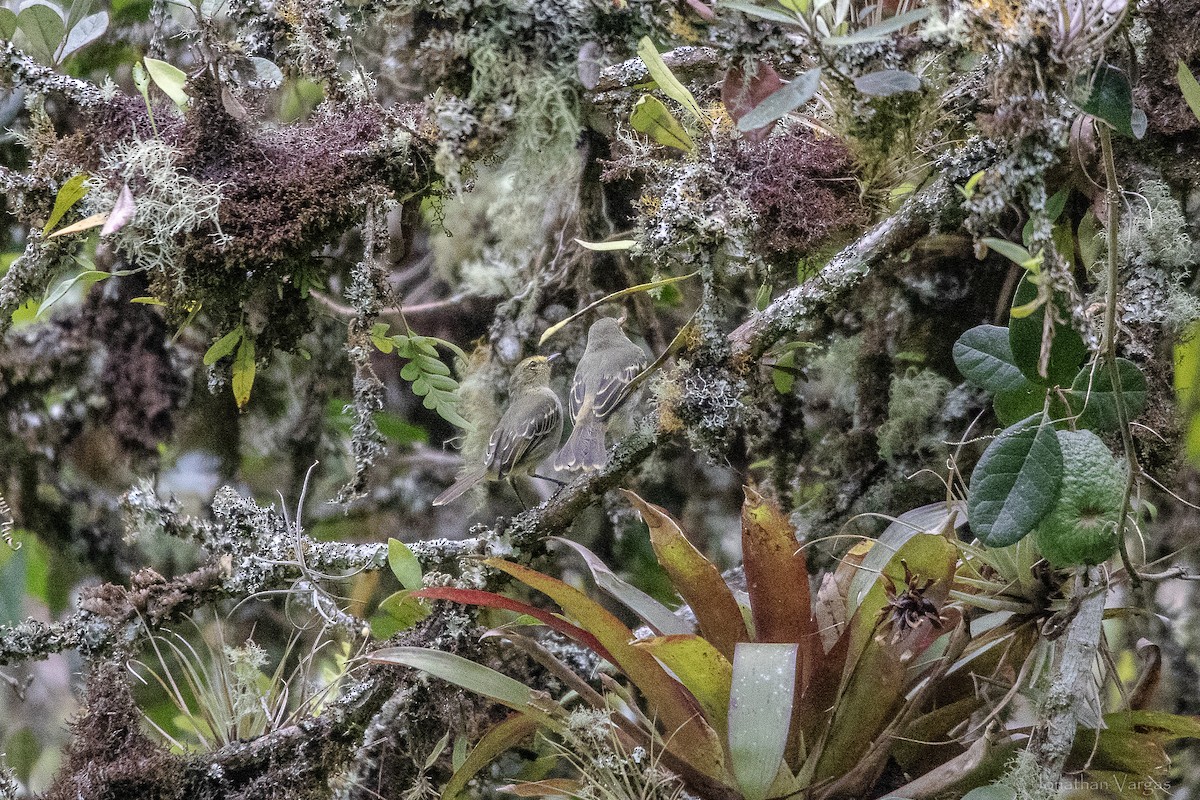 Златолицый москитолов (chrysops) - ML647075652