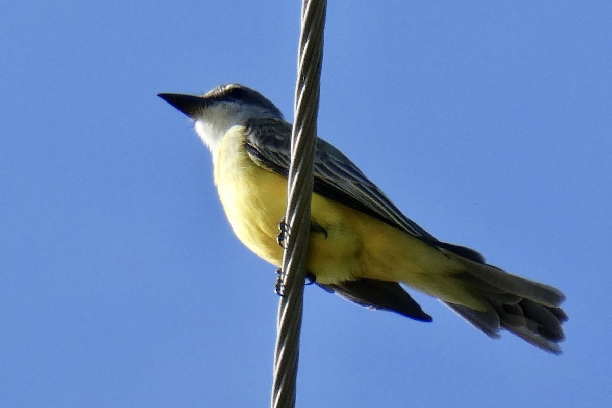 Толстоклювый тиранн - ML647075654