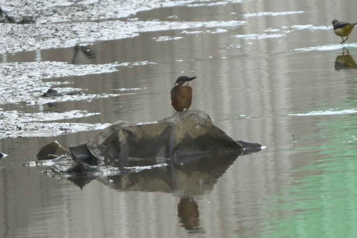 Зимородок - ML647075657