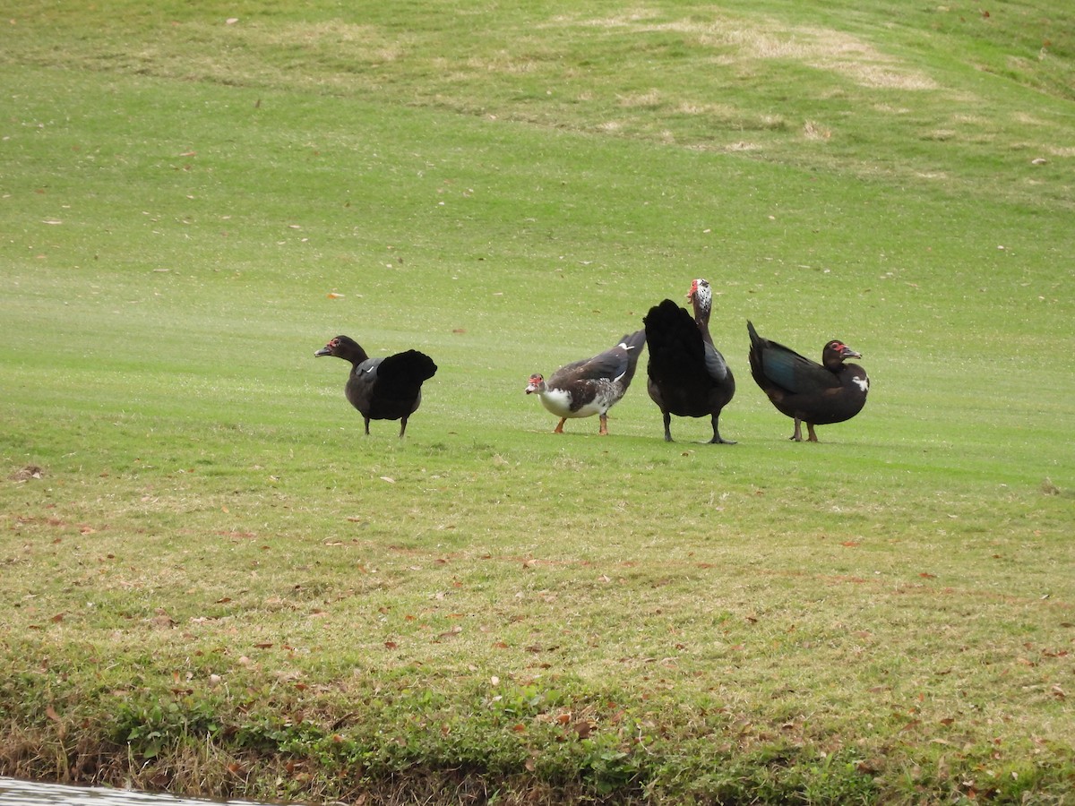 Мускусная утка (Одомашенного типа) - ML647075658