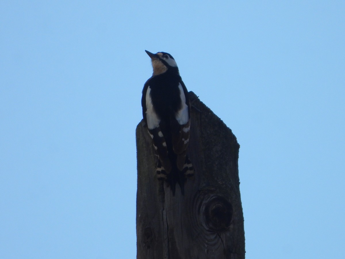 Большой пёстрый дятел - ML647075659