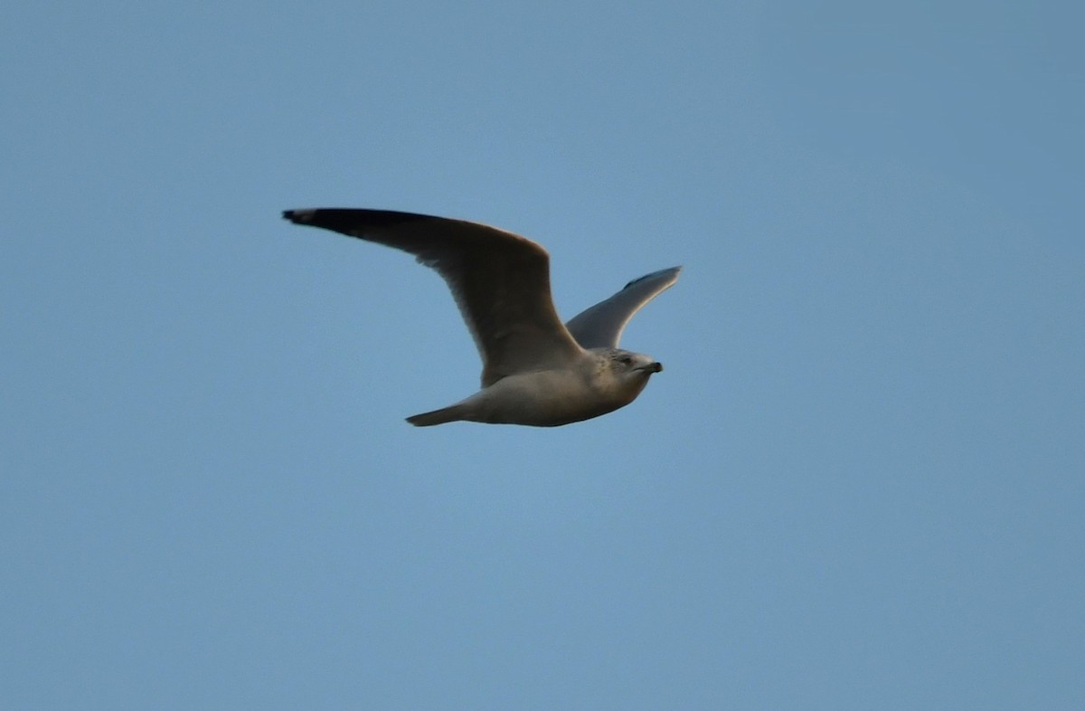 Американская чайка - ML647075663