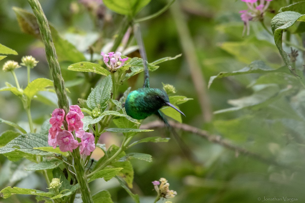 Red-billed Emerald - ML647075665