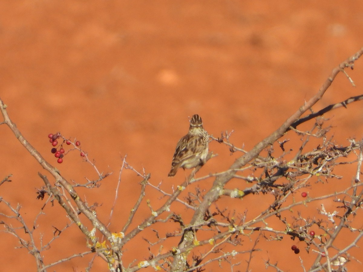 Лесной жаворонок - ML647075666