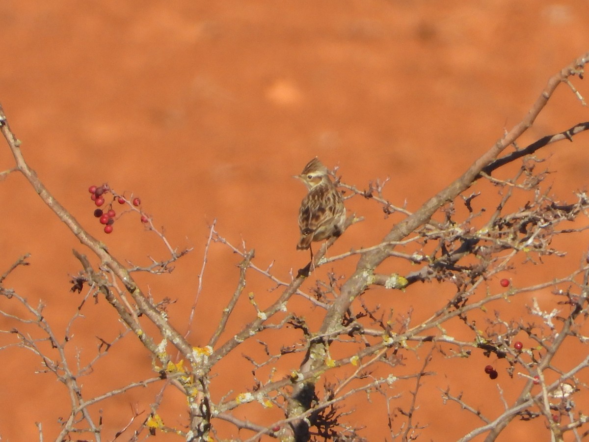 Лесной жаворонок - ML647075667