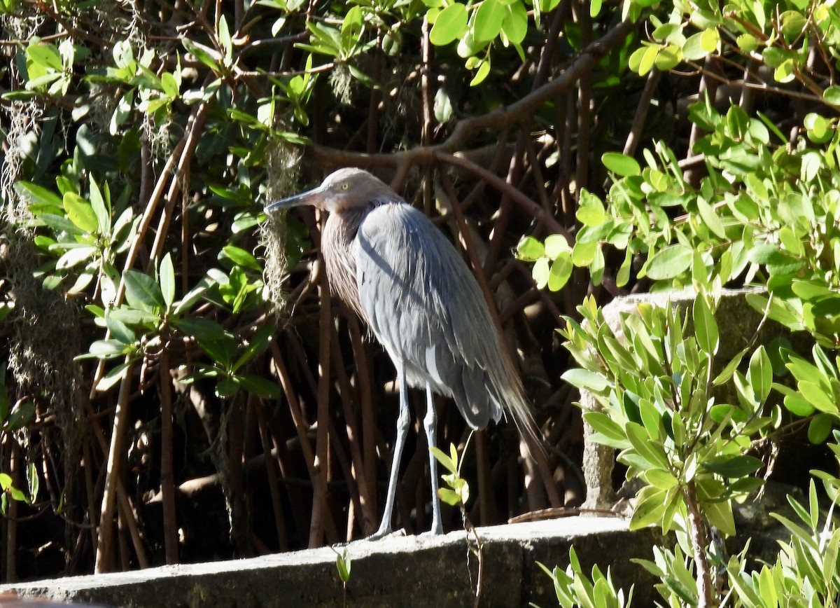 Рыжеватая цапля - ML647075668