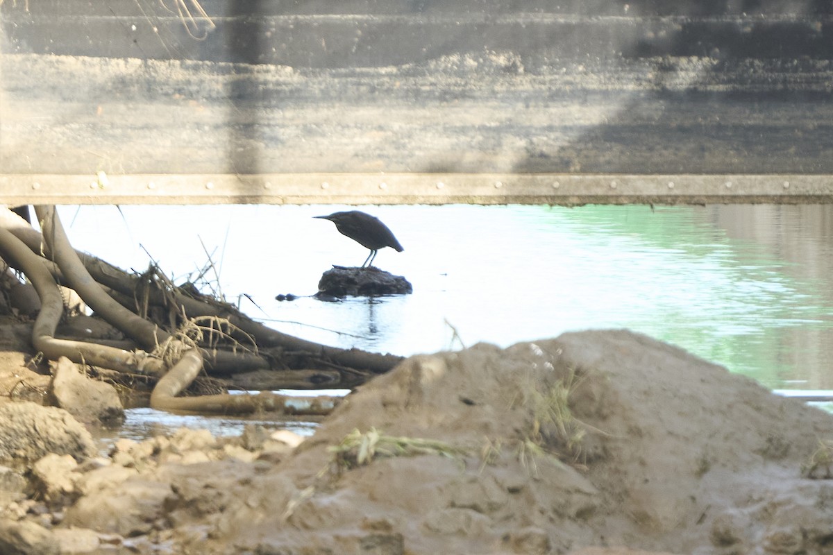 Little Heron - ML647075669