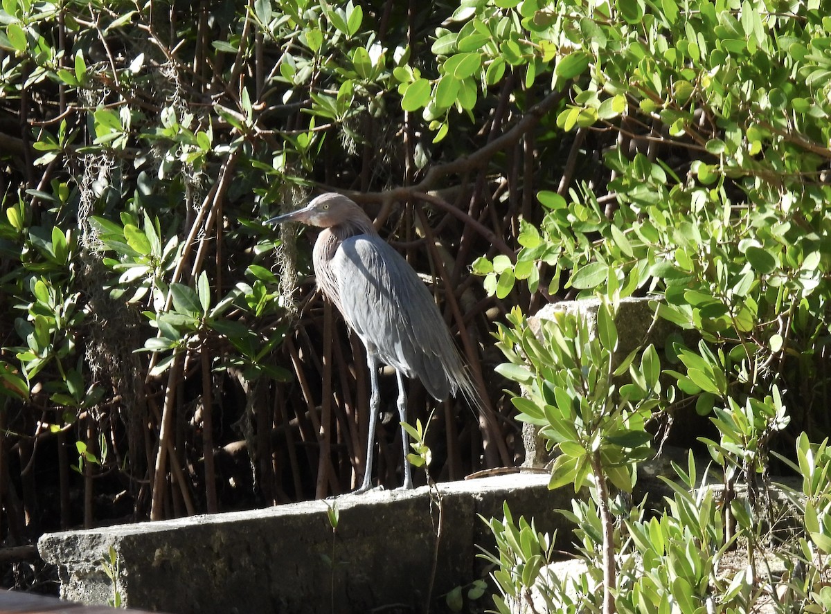 Рыжеватая цапля - ML647075670