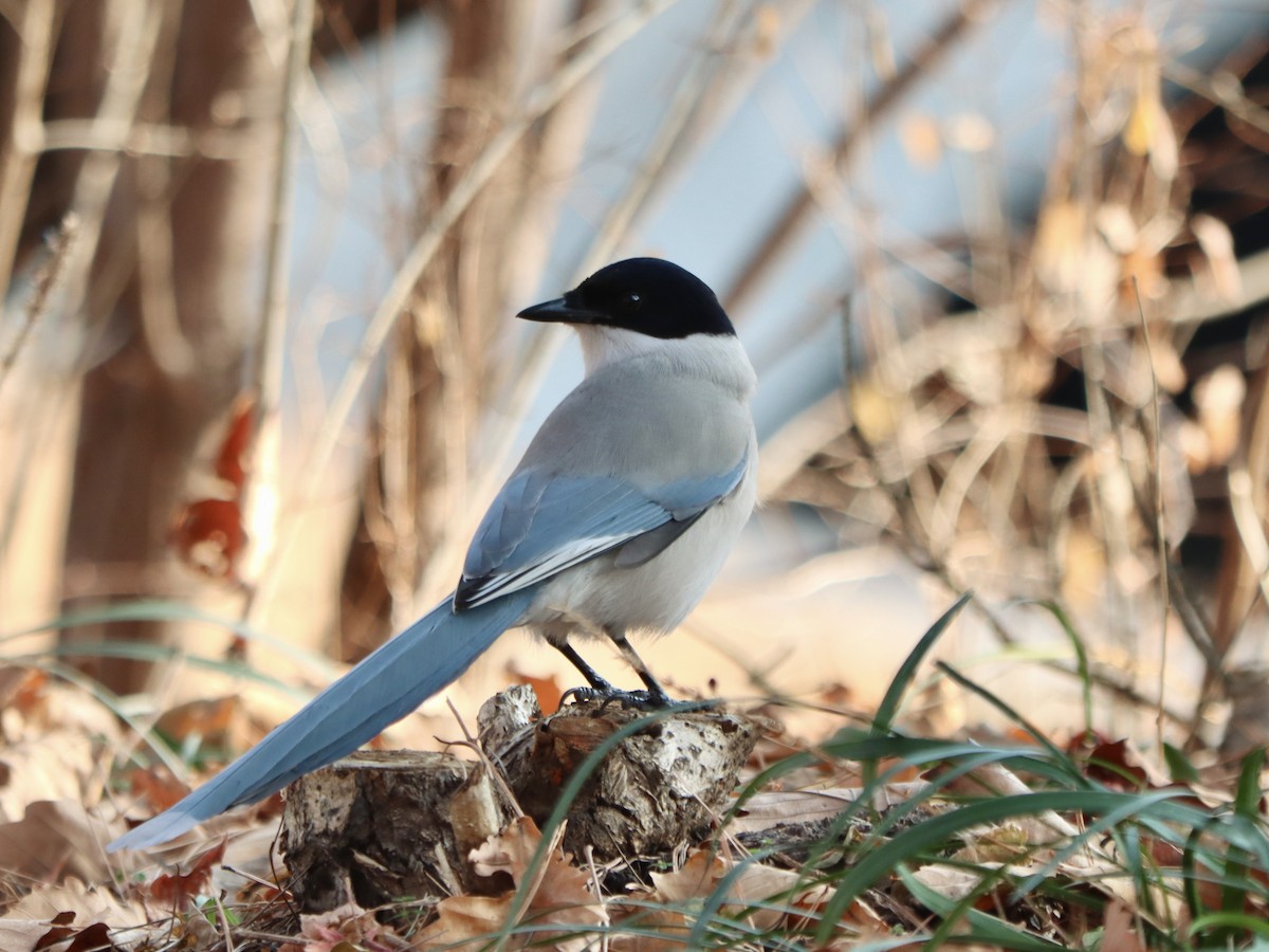 Голубая сорока - ML647075671