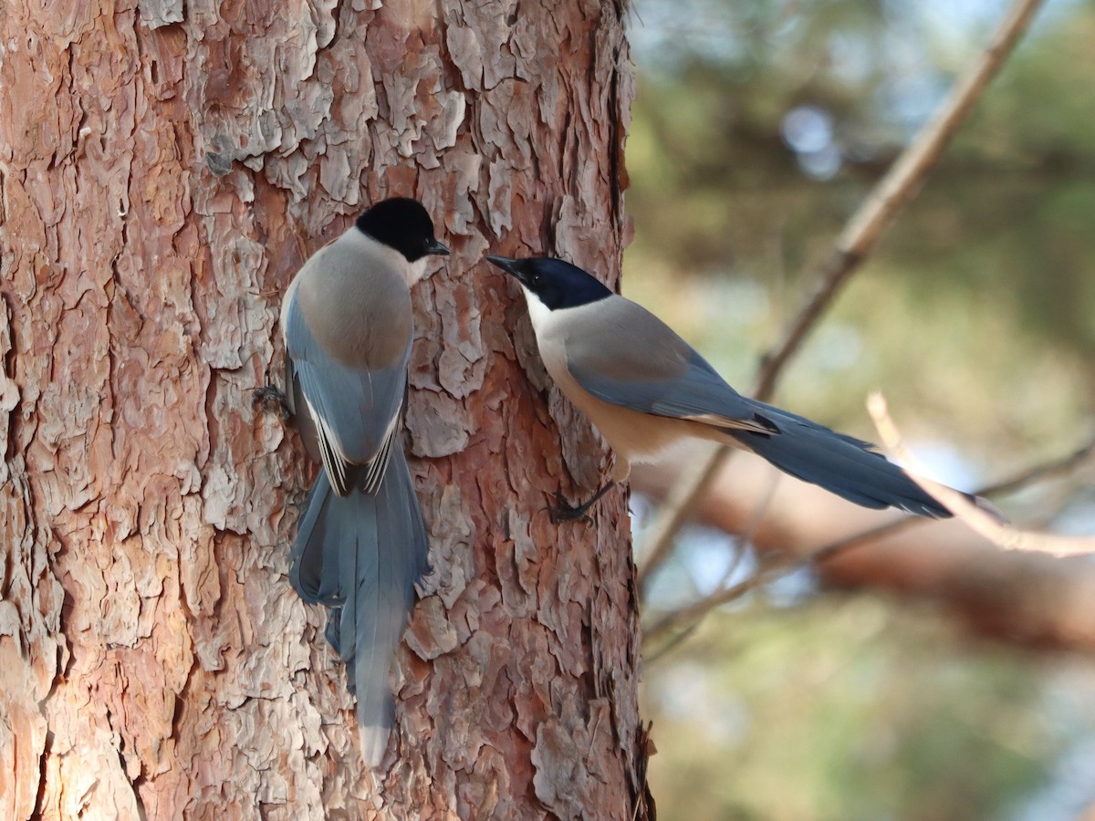 Голубая сорока - ML647075672