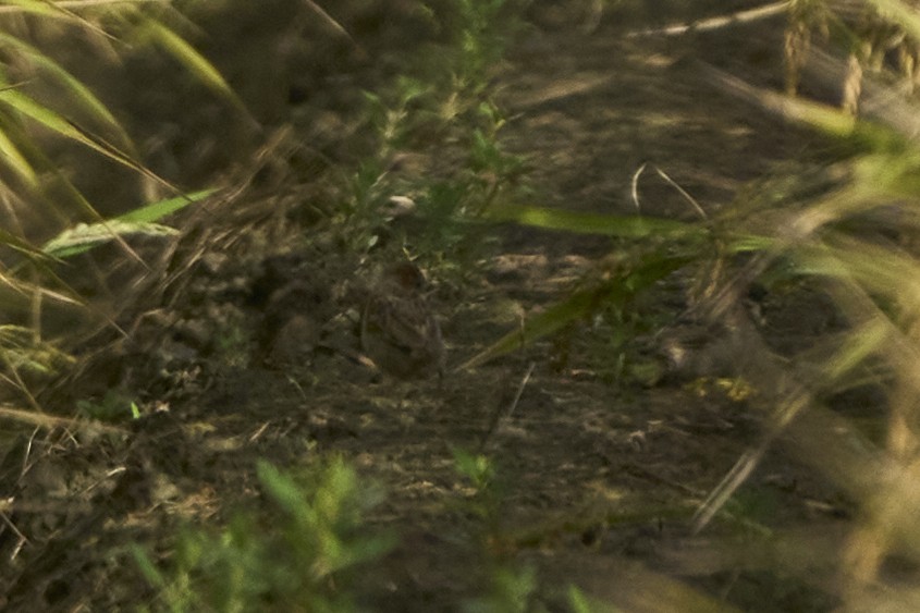 Eurasian Tree Sparrow - ML647075673