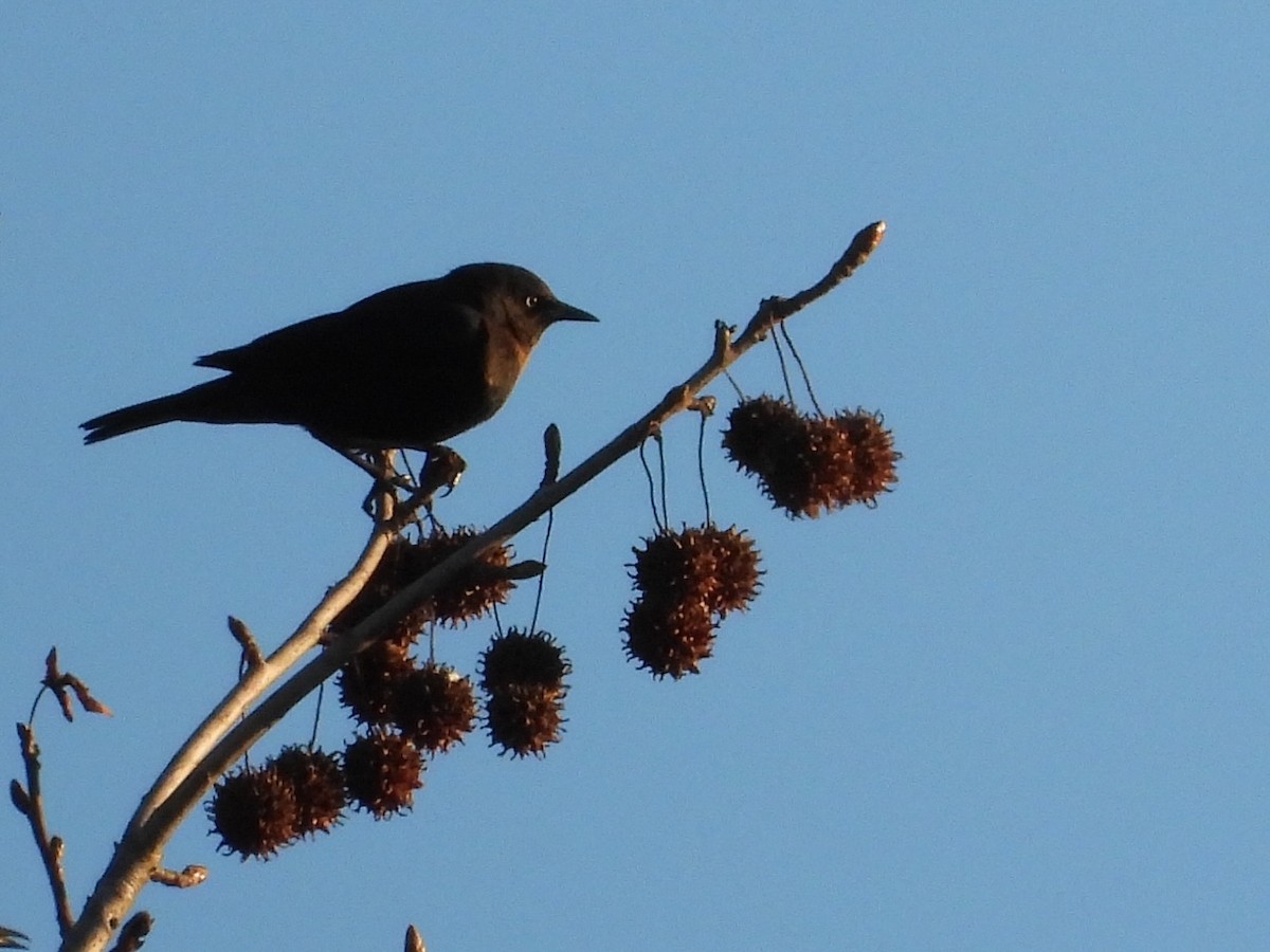 Rusty Blackbird - ML647075674