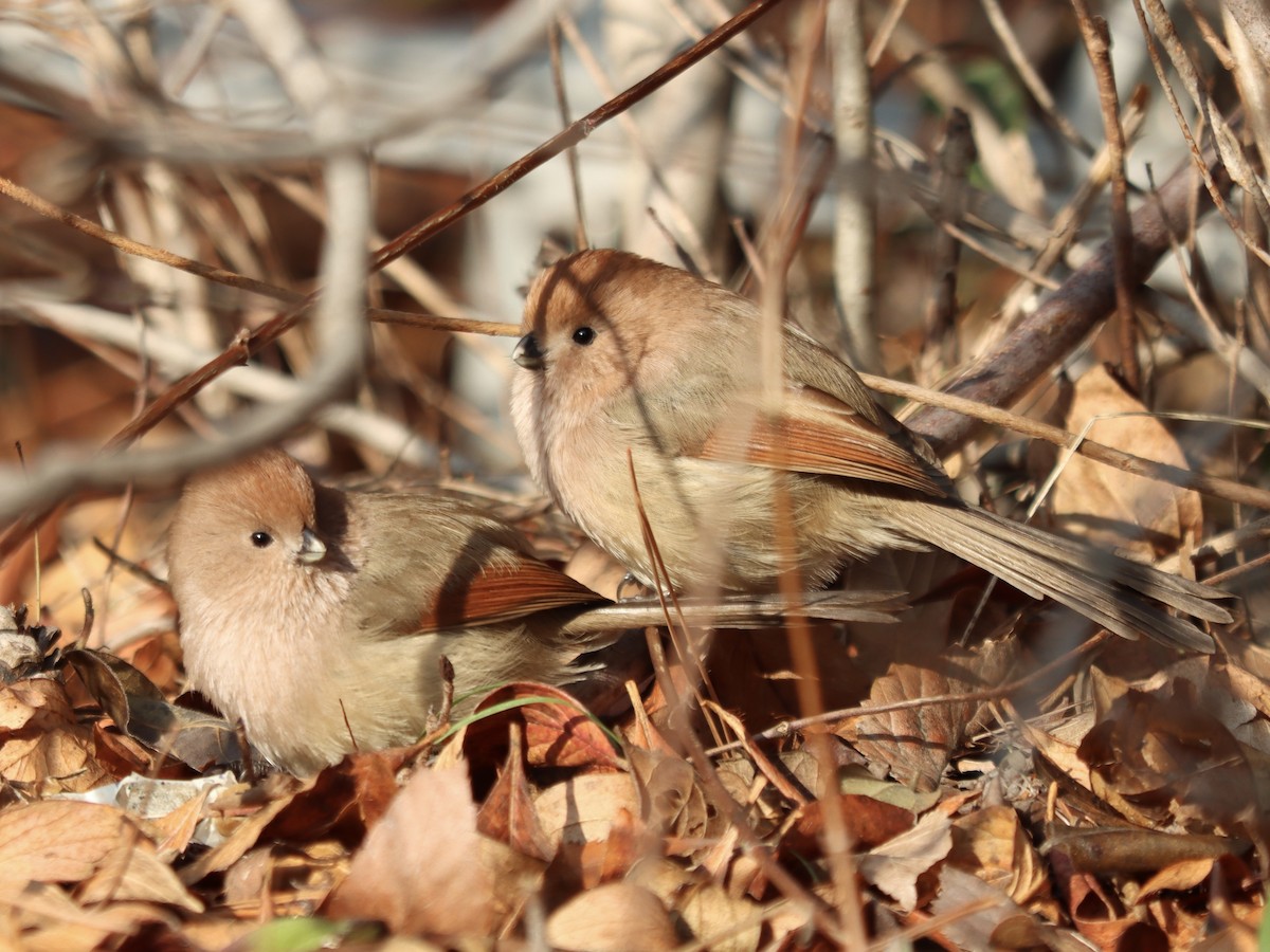 粉紅鸚嘴 - ML647075676