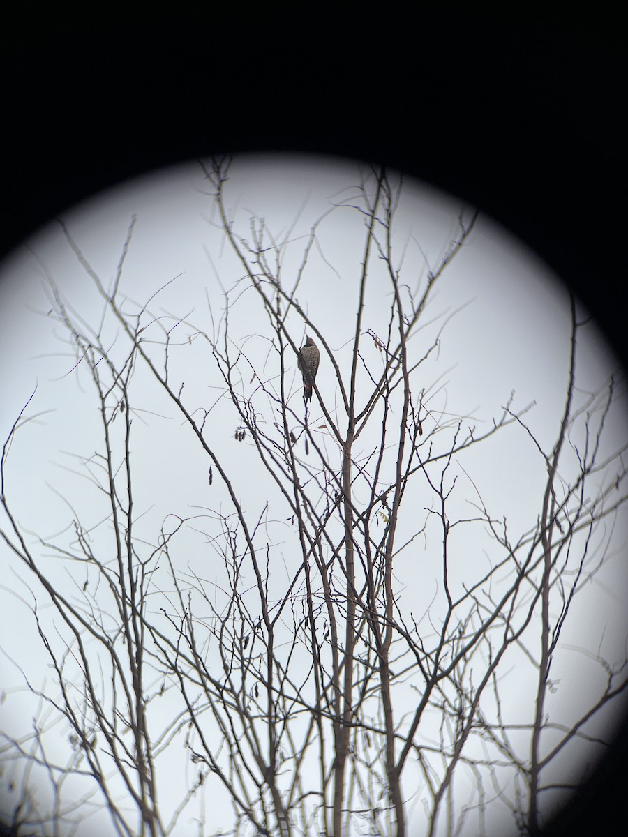 Northern Flicker (Red-shafted) - ML647075677