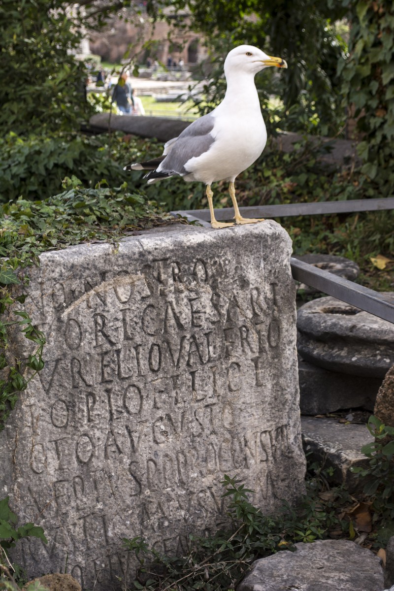 racek středomořský - ML647075681