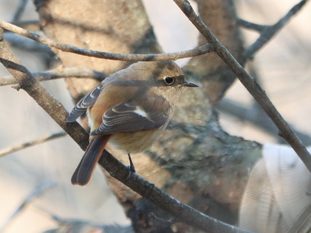 Daurian Redstart - ML647075683