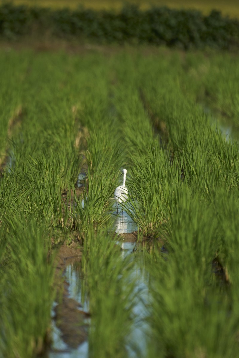 Great Egret (modesta) - ML647075684