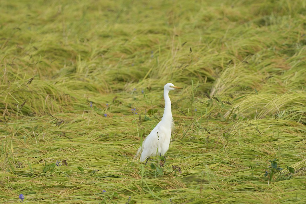 Great Egret (modesta) - ML647075685