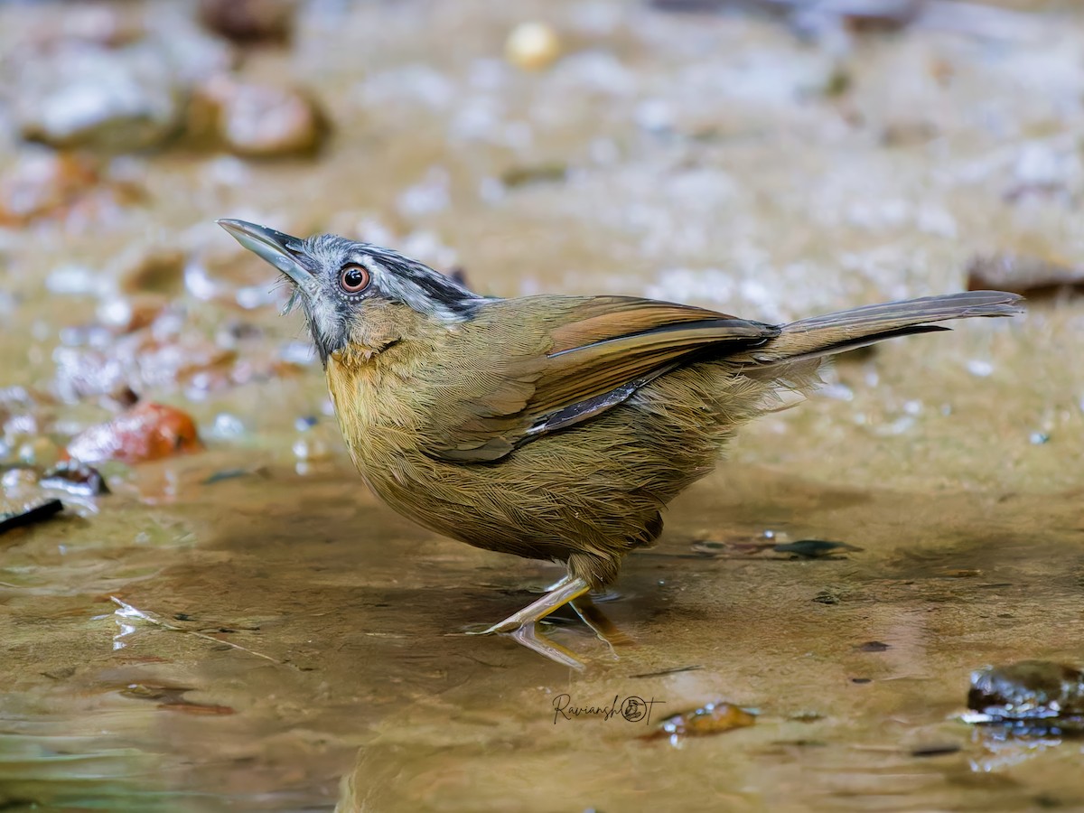 Gray-throated Babbler - ML647075686