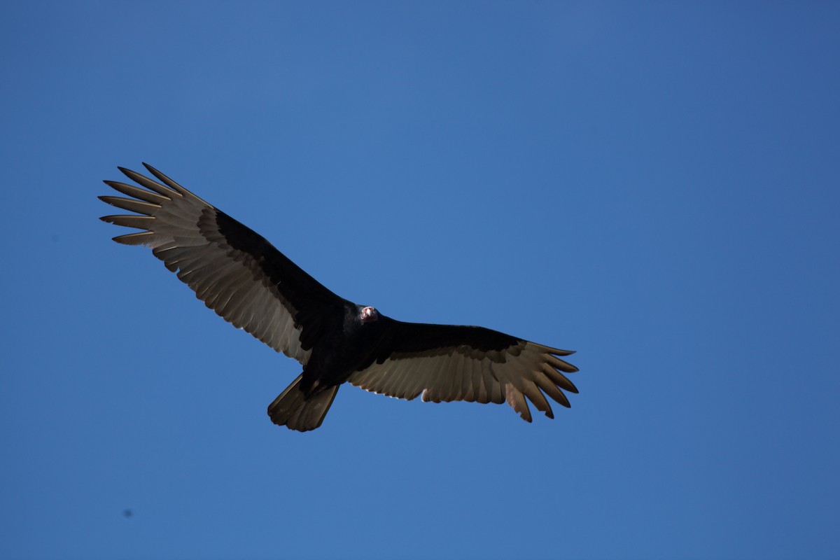 Turkey Vulture - ML647075687