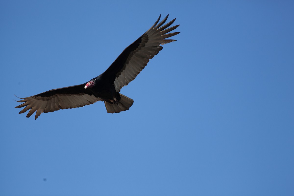 Turkey Vulture - ML647075688