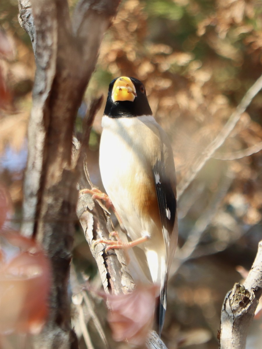 Yellow-billed Grosbeak - ML647075690