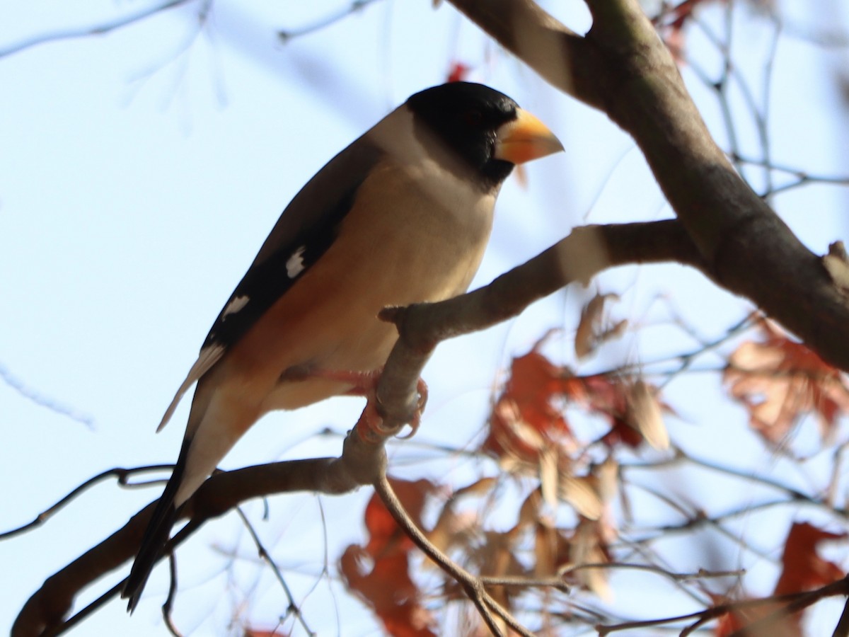 Yellow-billed Grosbeak - ML647075691