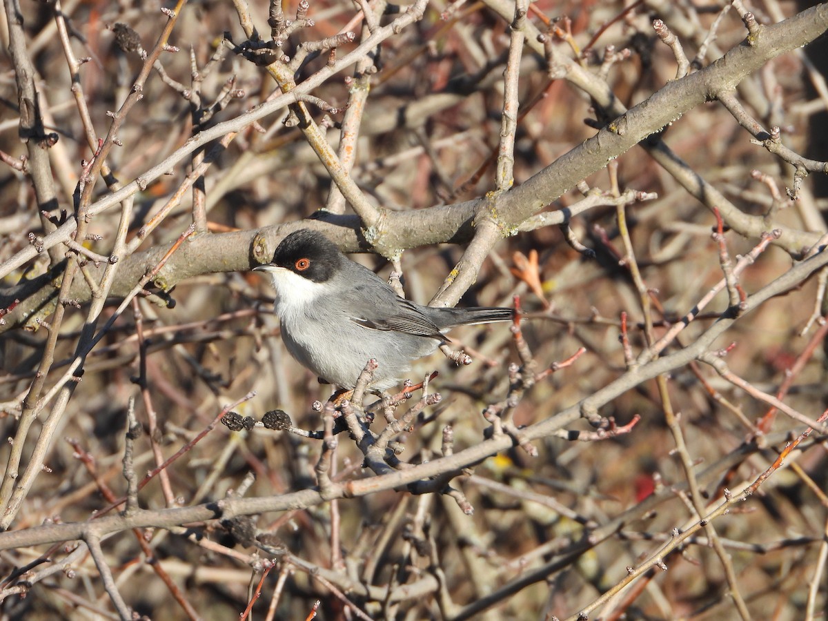 Sardinian Warbler - ML647075692