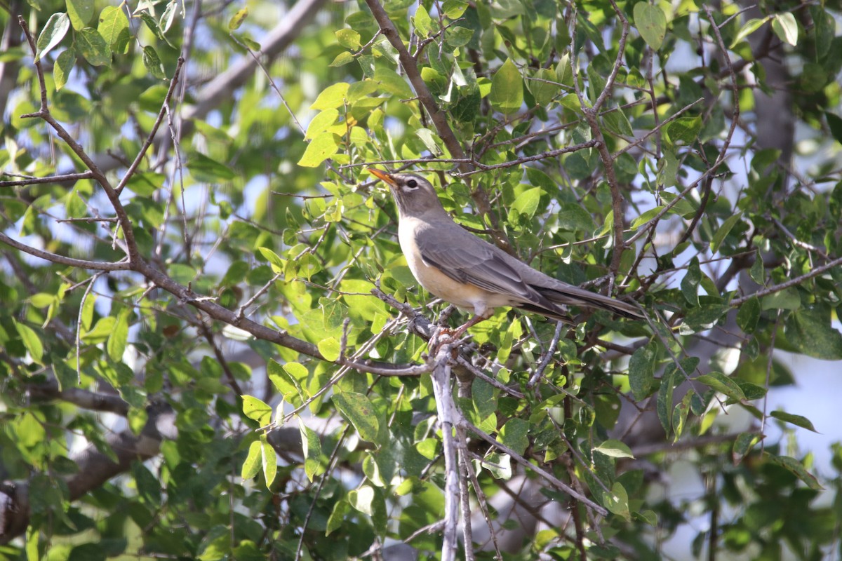 American Robin (San Lucas) - ML647075693
