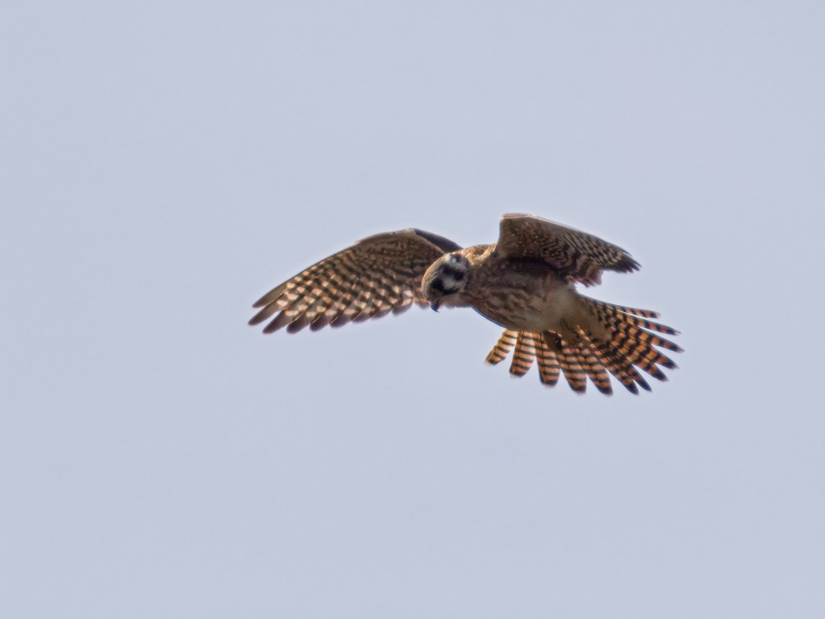 American Kestrel - ML647075694