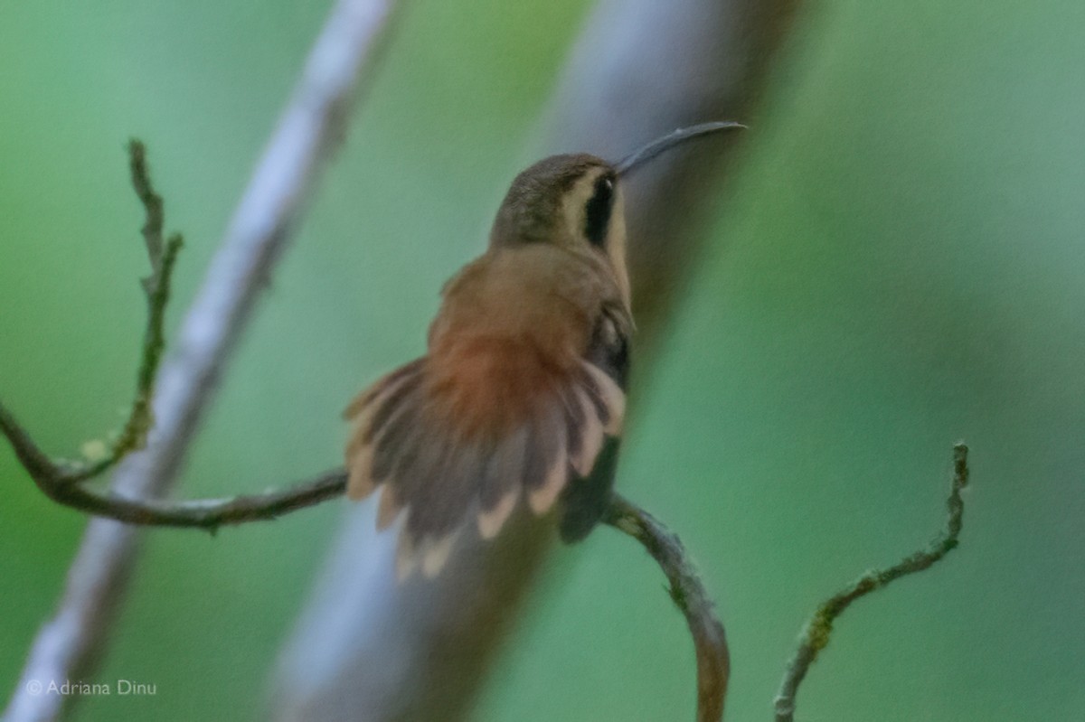 Reddish Hermit - ML647075695