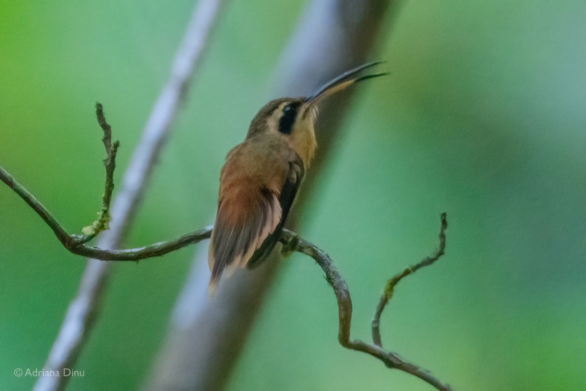 Reddish Hermit - ML647075696