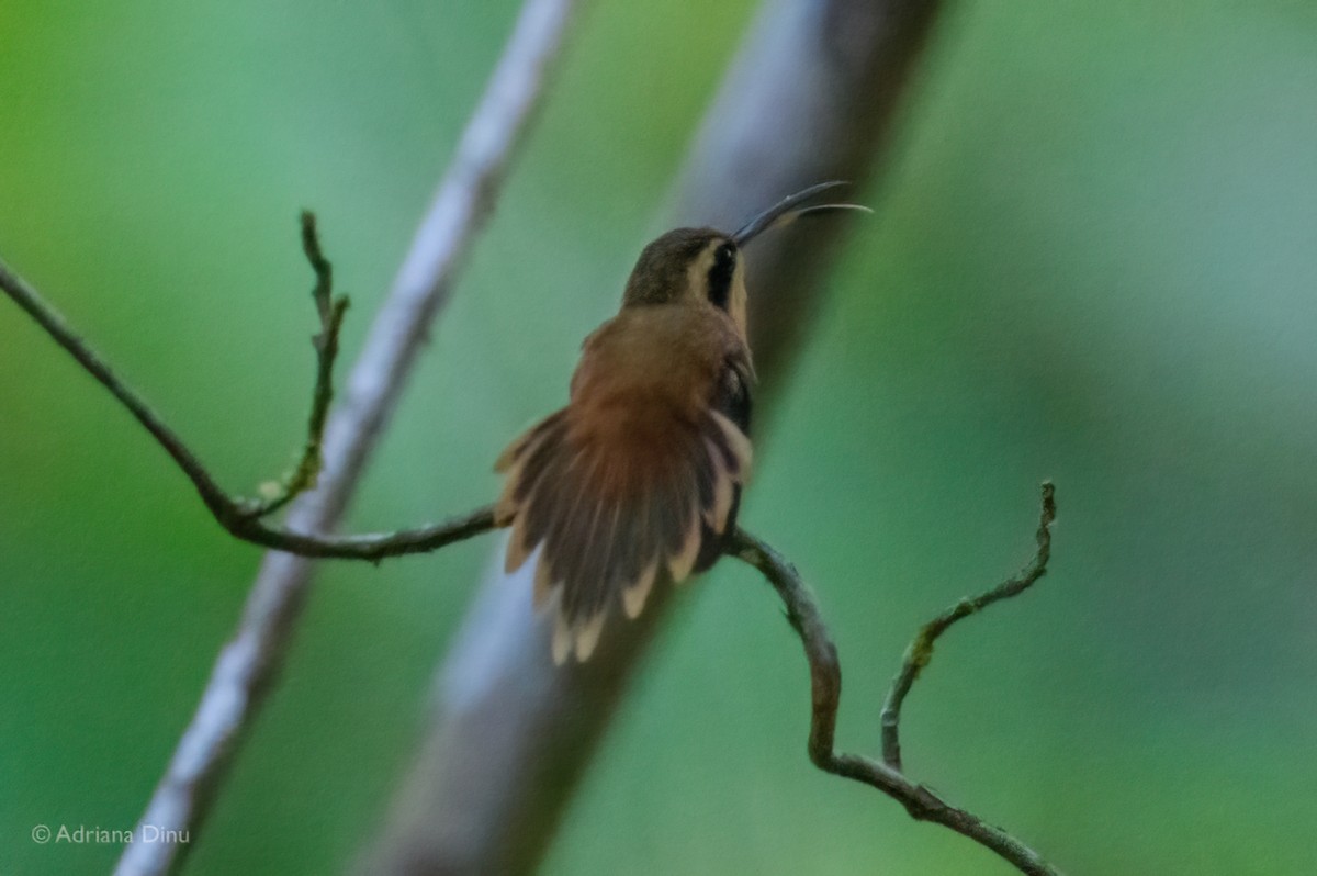 Reddish Hermit - ML647075697