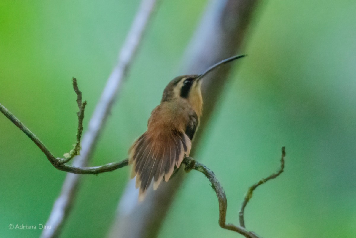 Reddish Hermit - ML647075698