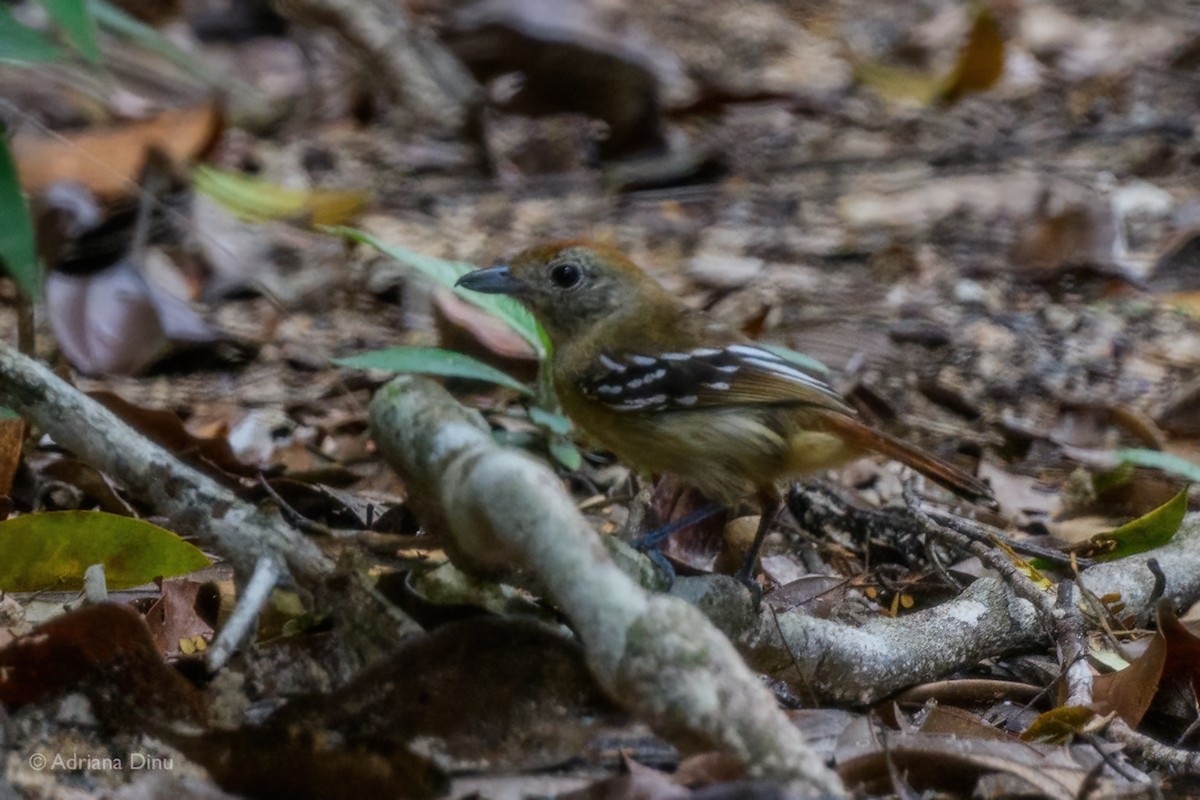 Sooretama Slaty-Antshrike - ML647075699