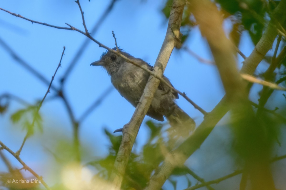 Sooretama Slaty-Antshrike - ML647075700
