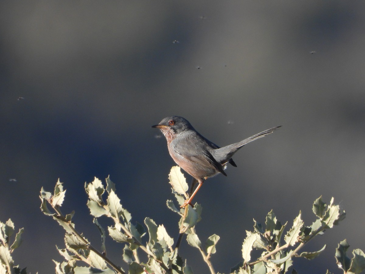 Dartford Warbler - ML647075701