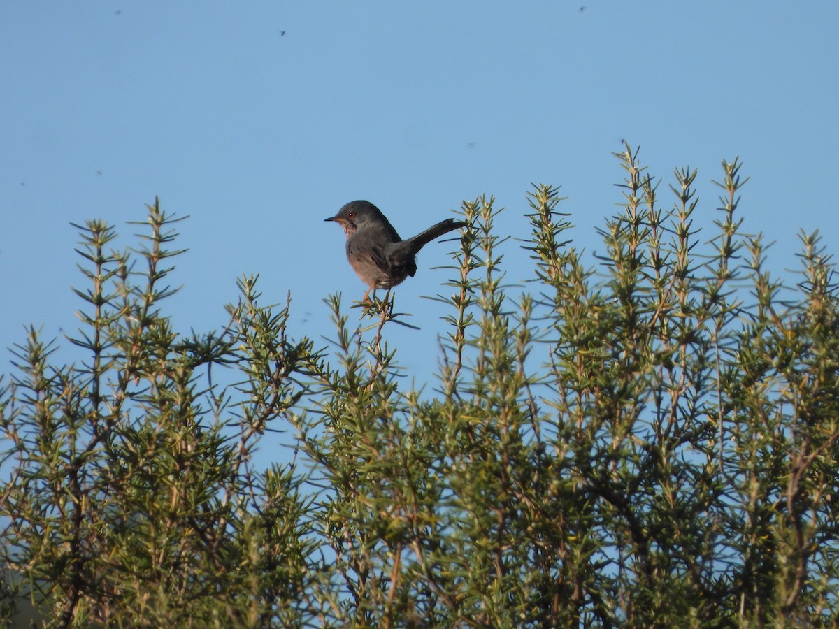 Dartford Warbler - ML647075702